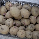 Growing potatoes 2