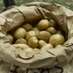 Growing potatoes 5