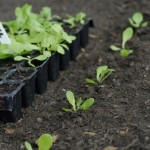 Growing your own vegetables 1