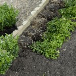 Planting a hedge 1