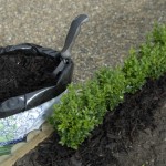 Planting a hedge 2