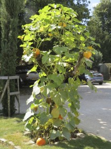 pumpkins growing on tree