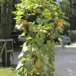 Pumpkin tree 1