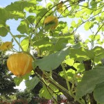 Pumpkin tree 2